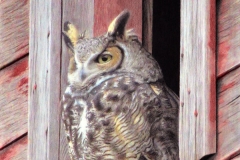 Owl in color