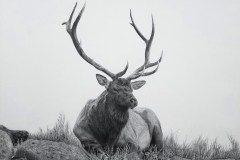 Bull Elk