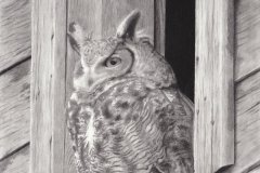 Owl