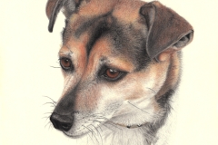 Piper