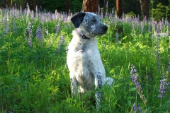 Snip In The Lupin