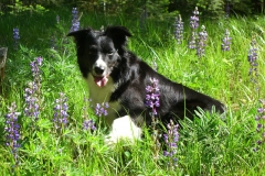 Jezz In The Lupin