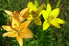 Exotic Lilies