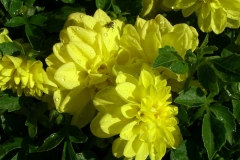 A Fly In The Flowers