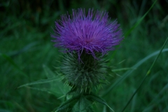 Thistle