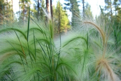 Foxtail