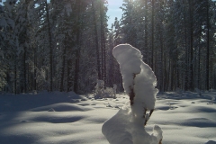 Winter Sun