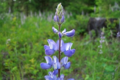Lupin