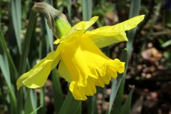 Daffodil
