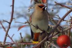 Waxwing