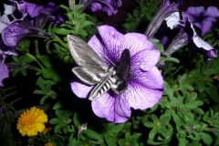 Hummingbird Moth