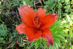 Another Exotic Lily