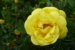 Yellow Rose 2