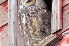 Owl-in-color