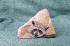 Raccoon