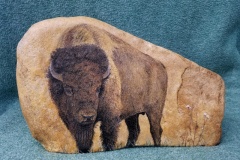 Bison