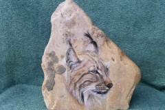 Lynx